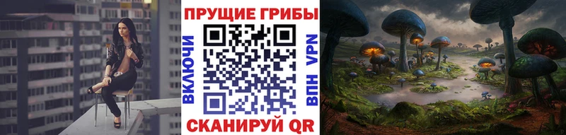 Псилоцибиновые грибы Cubensis  Каргополь 